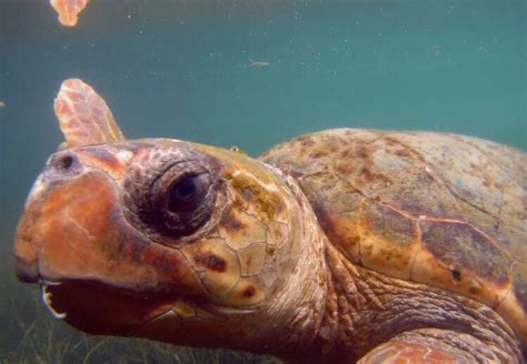 chanel comis wildlife sense|Loggerhead Turtles: We interview Wildlife Sense.